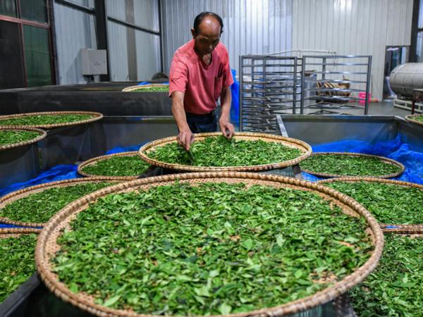 蒸汽发生器用于茶叶烘干 蒸汽发生器用于茶叶烘干