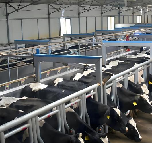 奶牛厂使用蒸汽发生器有哪些好处？